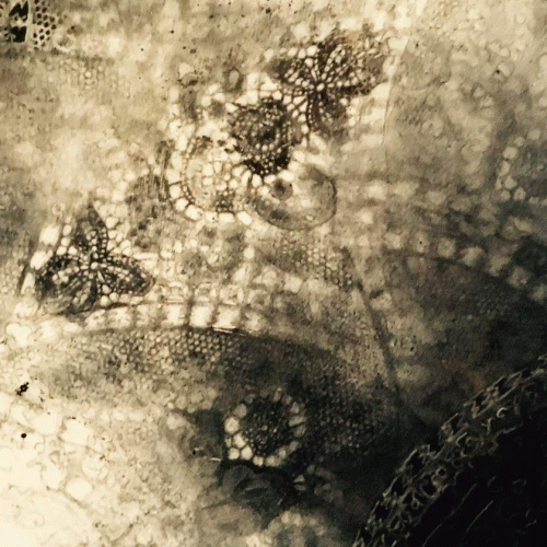 Memorium (USA) : A New Dawn